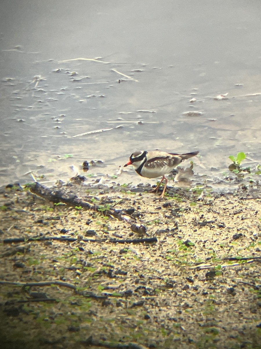 Black-fronted Dotterel - ML639165266