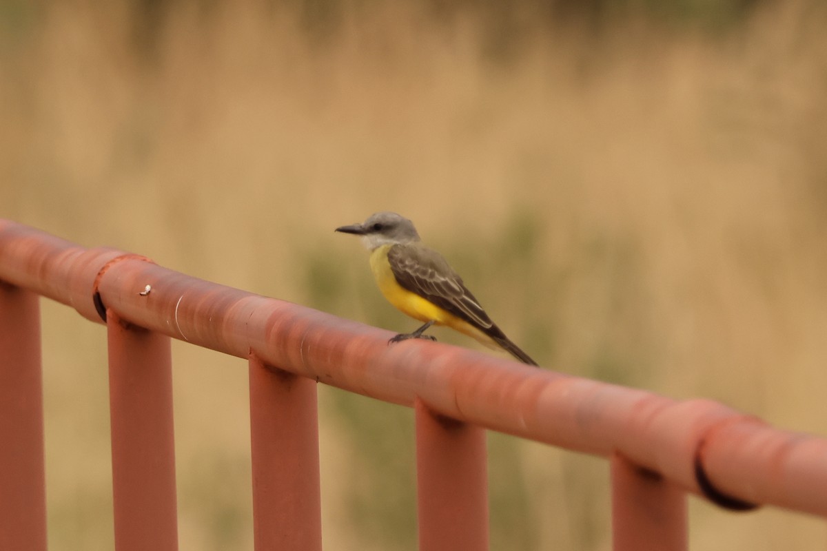 Western Kingbird - ML639165268