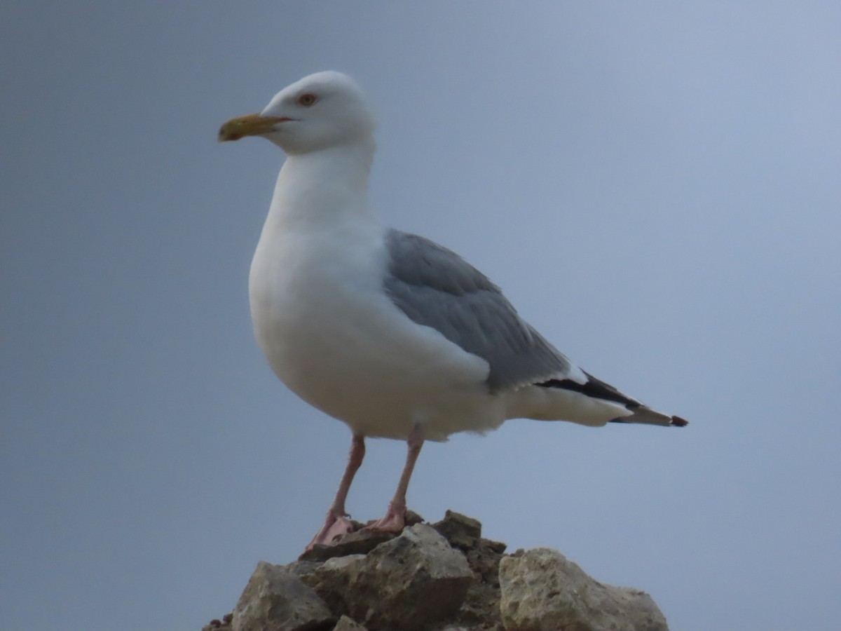 American Herring Gull - ML639165277