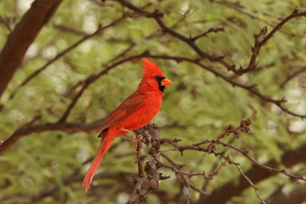 Northern Cardinal - ML639165294