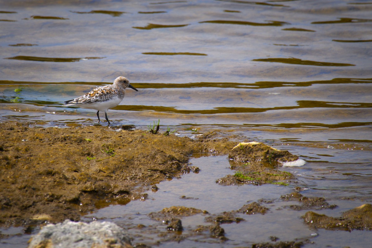 Sanderling - ML639165319