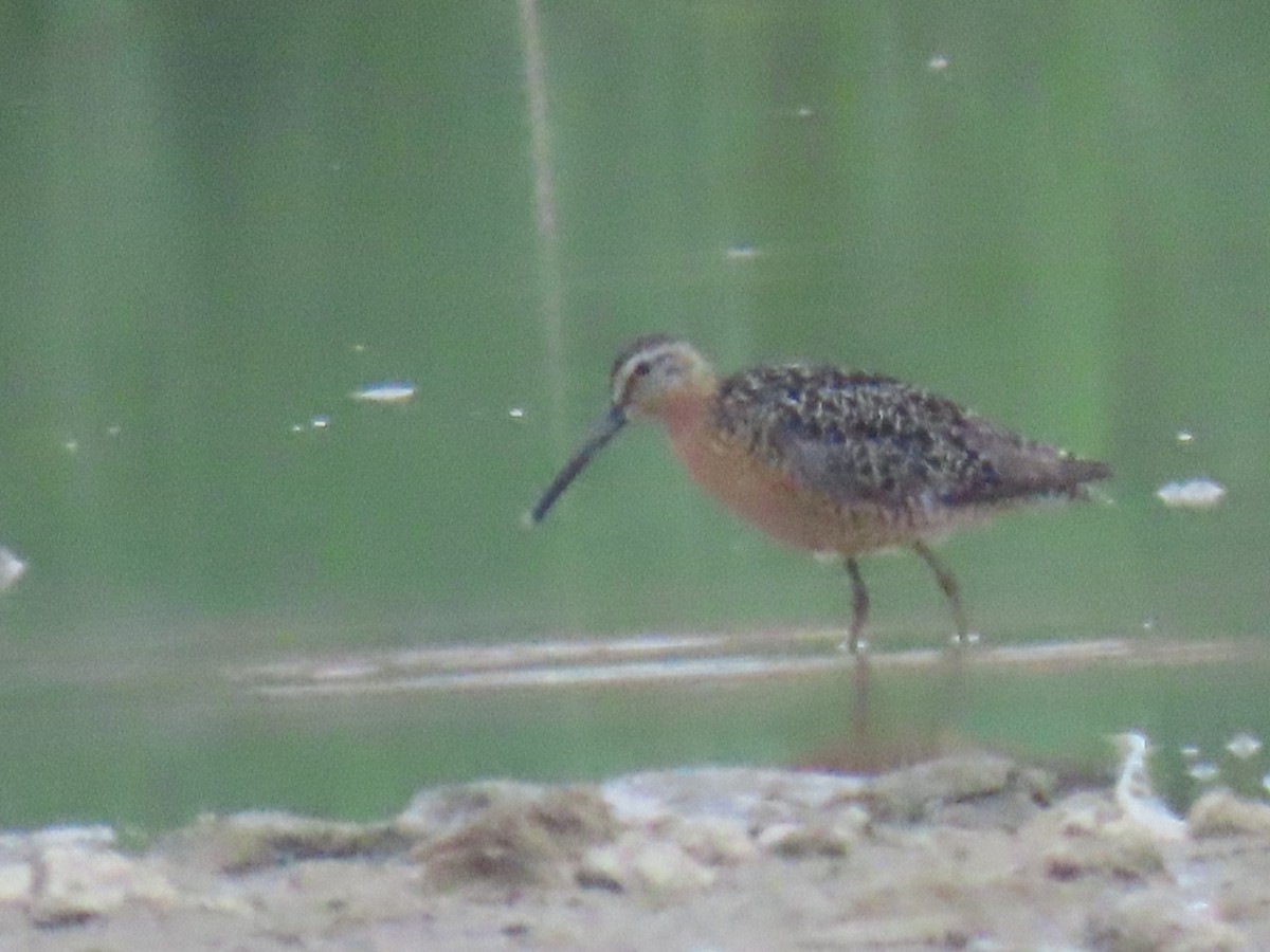Short-billed Dowitcher - ML639165342
