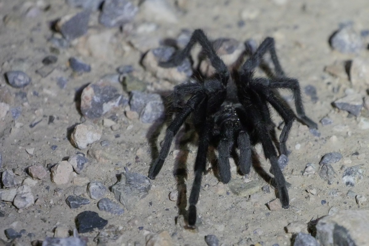 Chiricahua Tarantula - ML639165351