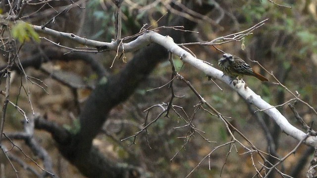 Sulphur-bellied Flycatcher - ML639165399