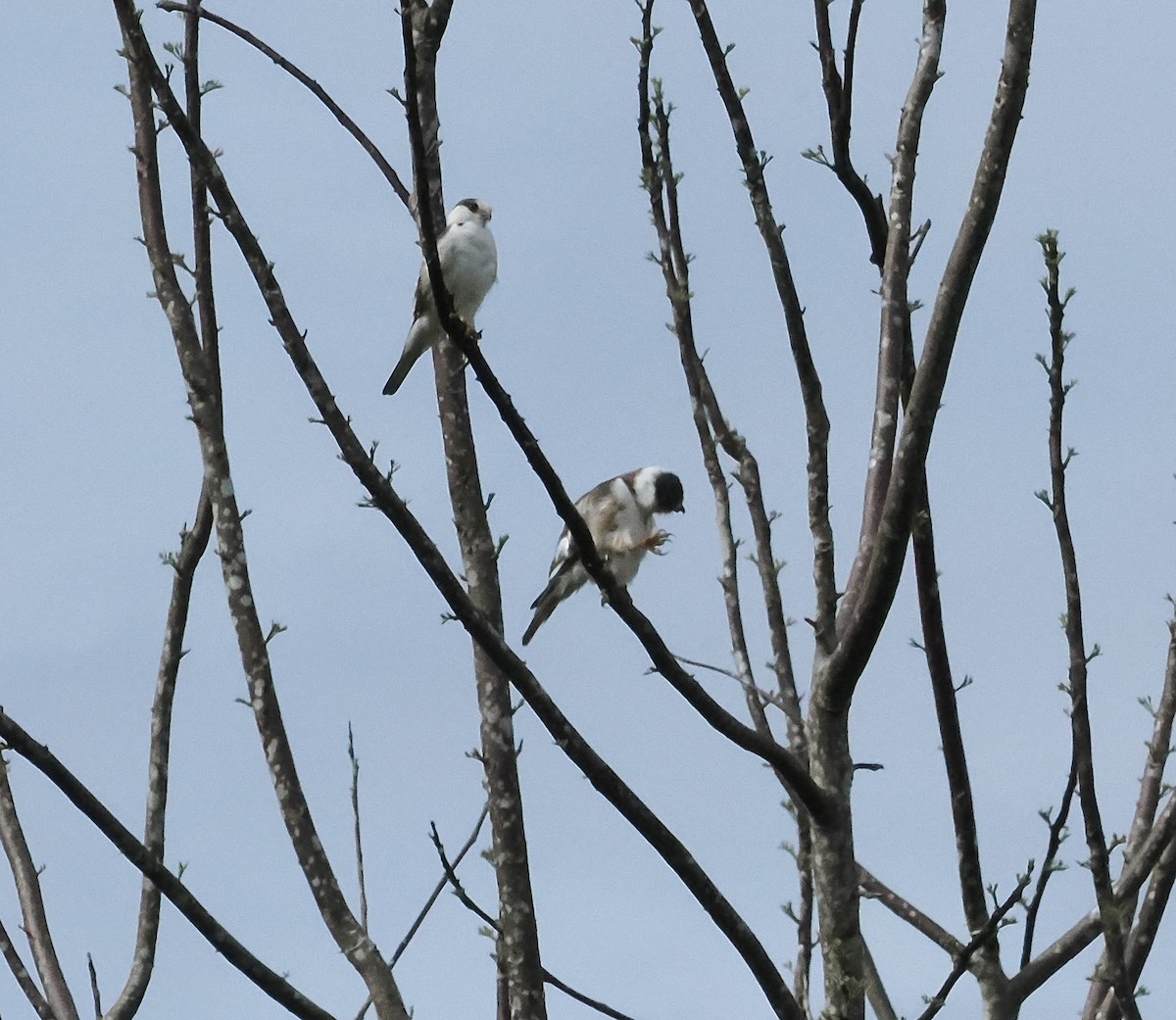 Pearl Kite - ML639165403