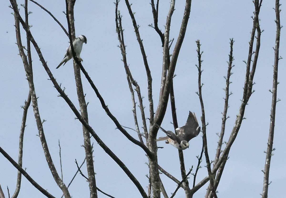 Pearl Kite - ML639165404