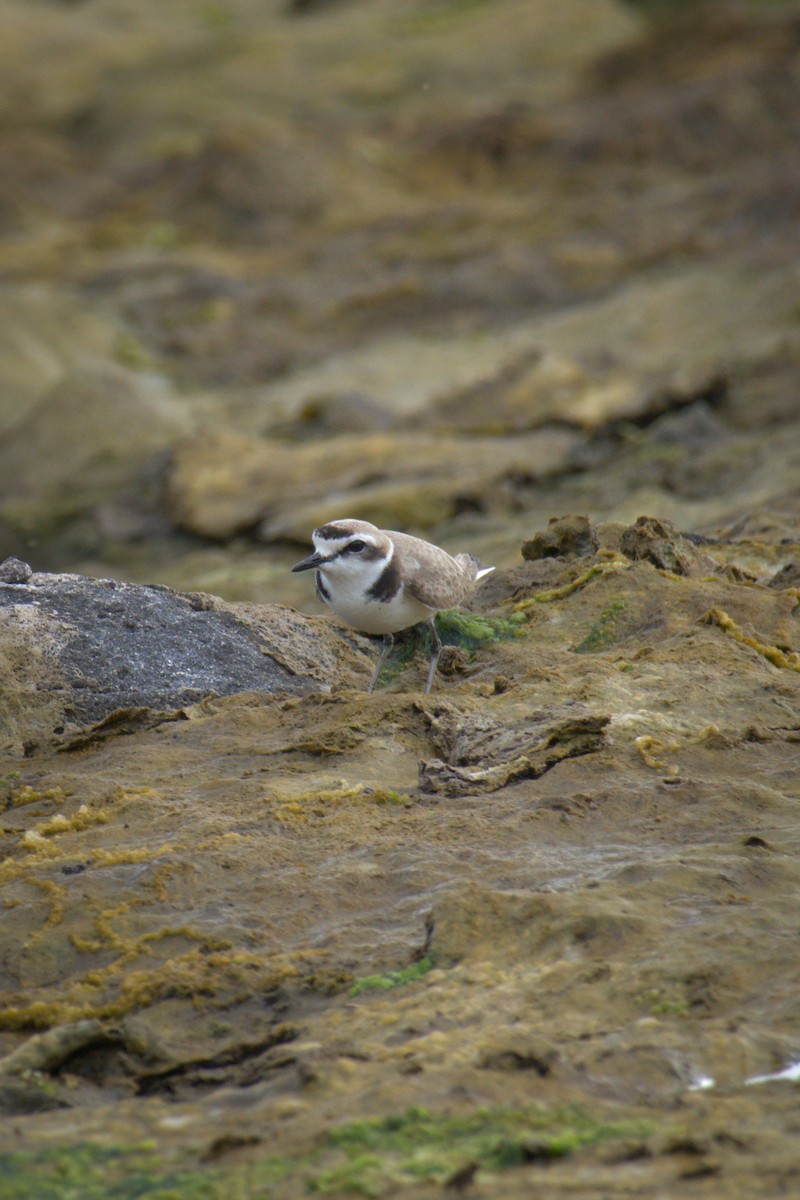 Kentish Plover - ML639165418