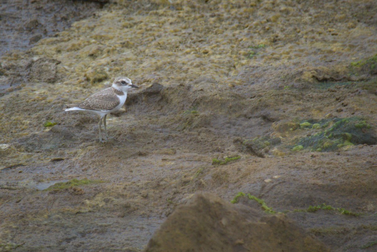 Kentish Plover - ML639165428