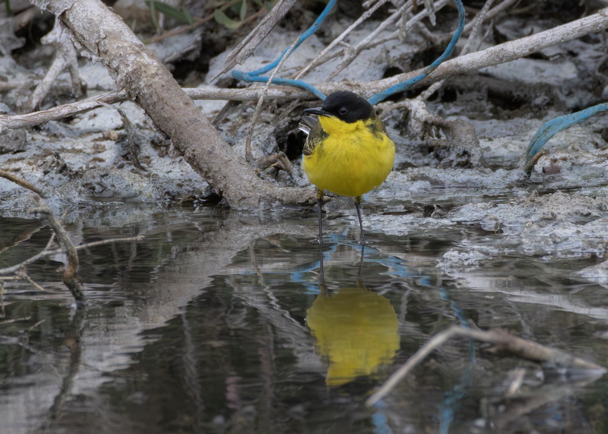 Western Yellow Wagtail (feldegg) - ML639165481