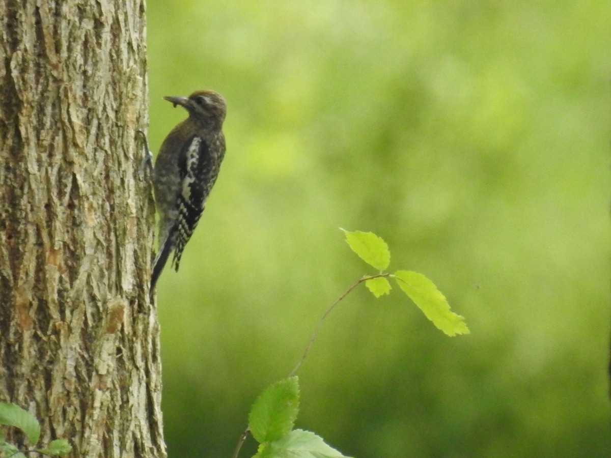 Yellow-bellied Sapsucker - ML639165503