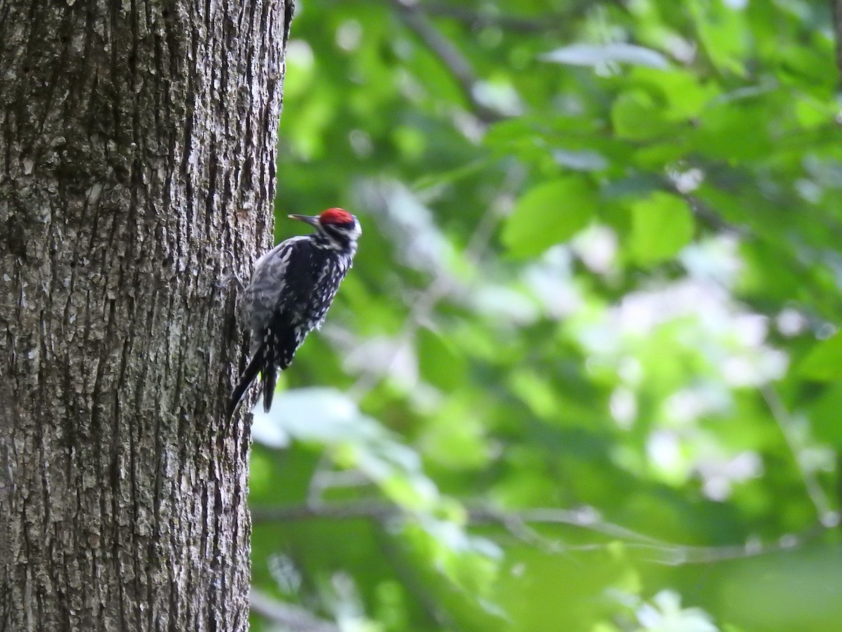 Yellow-bellied Sapsucker - ML639165504
