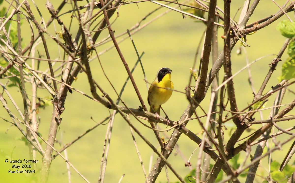 Common Yellowthroat - ML639165567