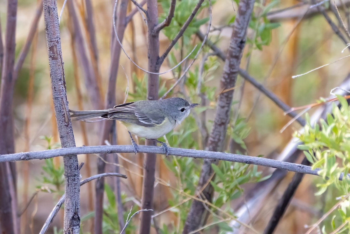 Bell's Vireo - Kalpesh Krishna