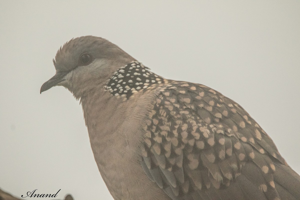 Spotted Dove - ML639165908