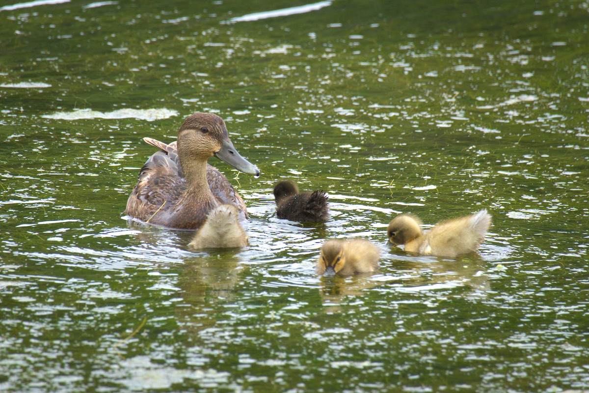 Mallard - ML639165916