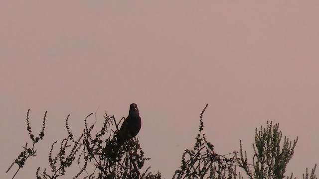 Blue Grosbeak - ML639165918