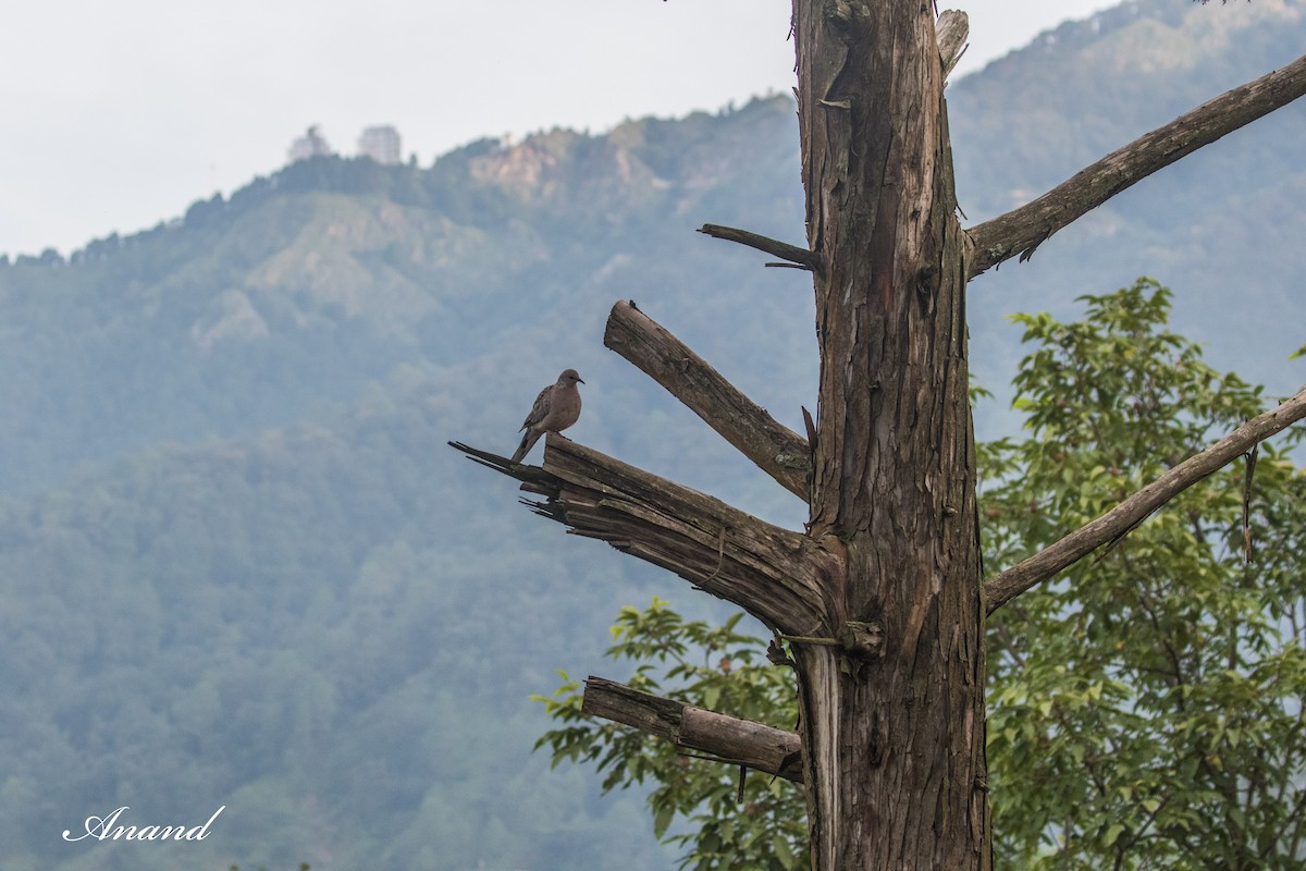 Spotted Dove - ML639166053