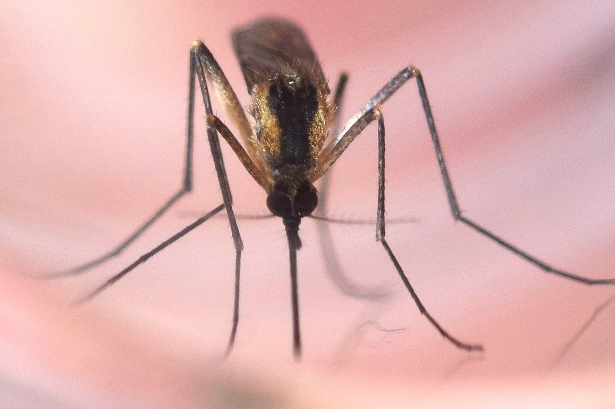 Golden Bog Mosquito - ML639166130