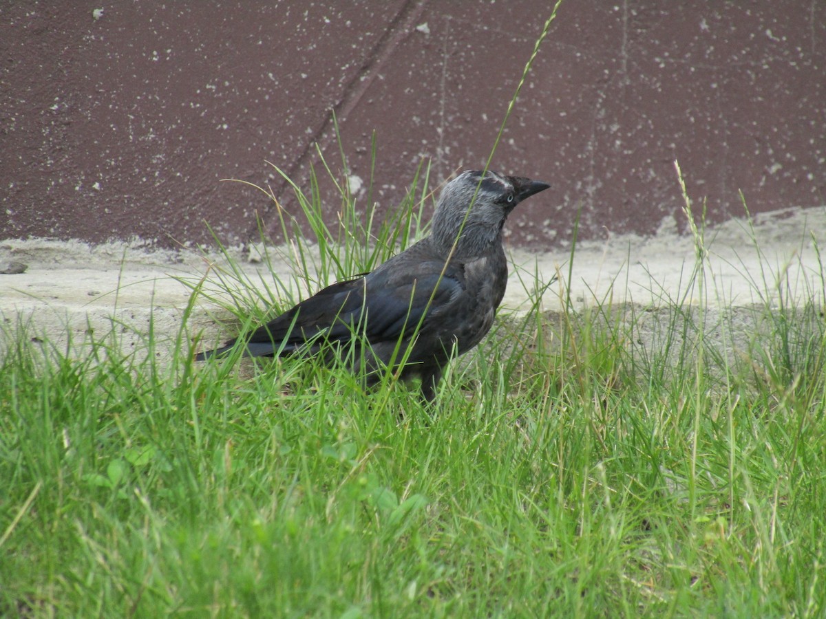 Eurasian Jackdaw - ML639166151