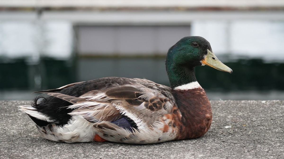 Mallard - ML639166152