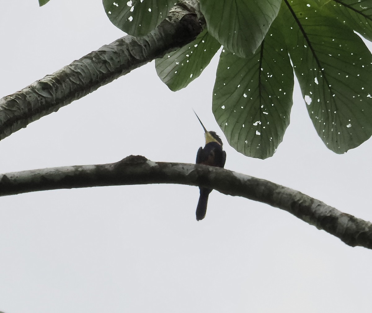 Dusky-backed Jacamar - ML639166169