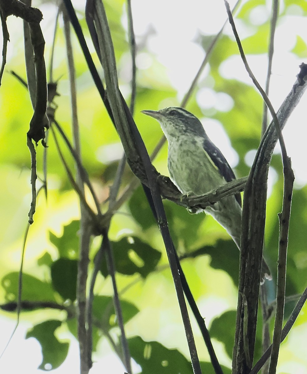 Double-banded Graytail - ML639166185