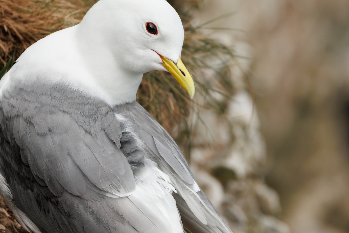 Black-legged Kittiwake - ML639166235