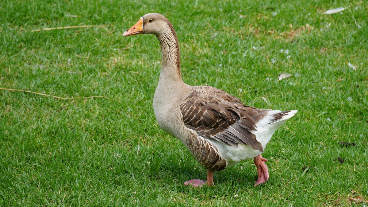 Graylag Goose (Domestic type) - ML639166264