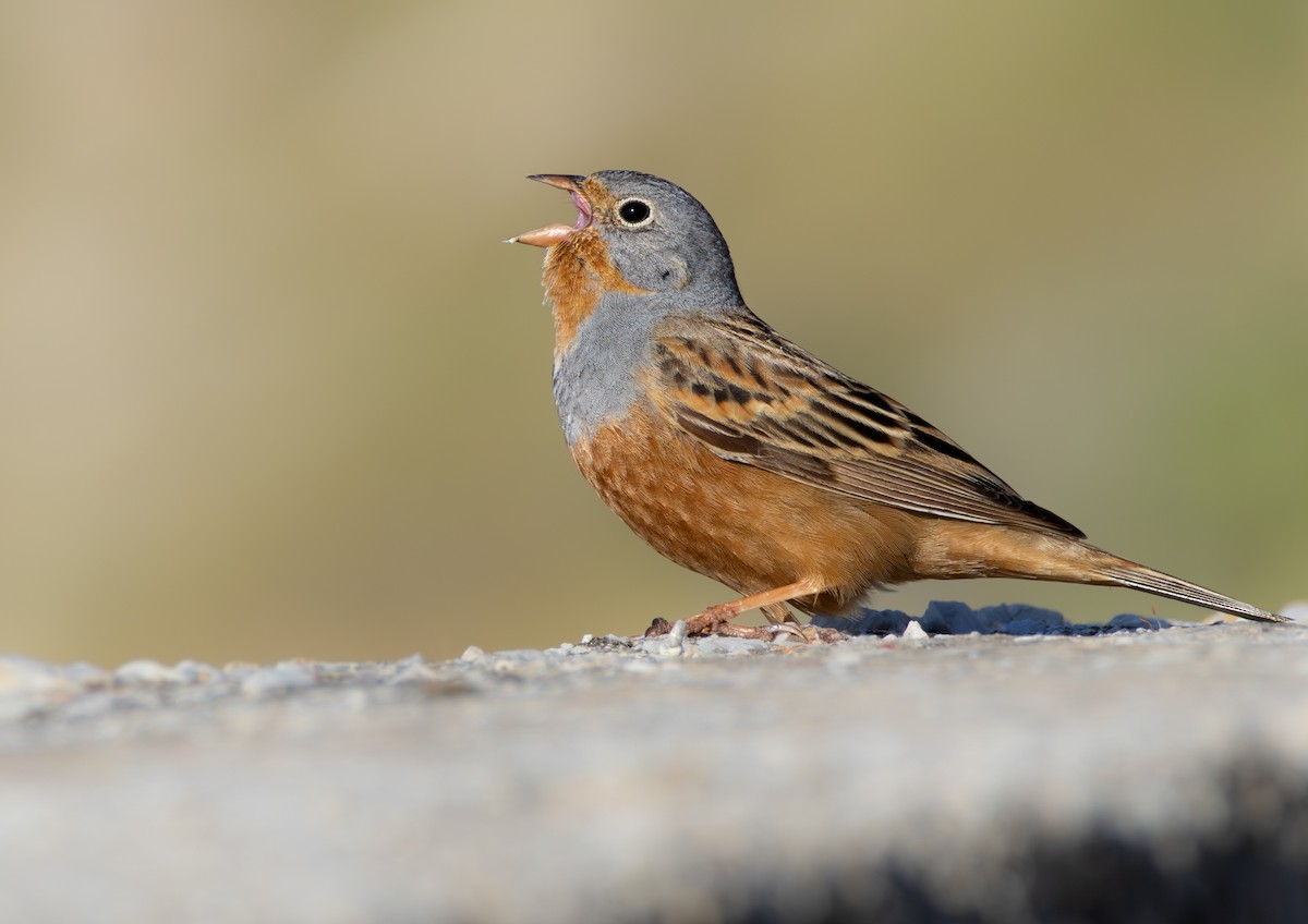 Cretzschmar's Bunting - ML639166292