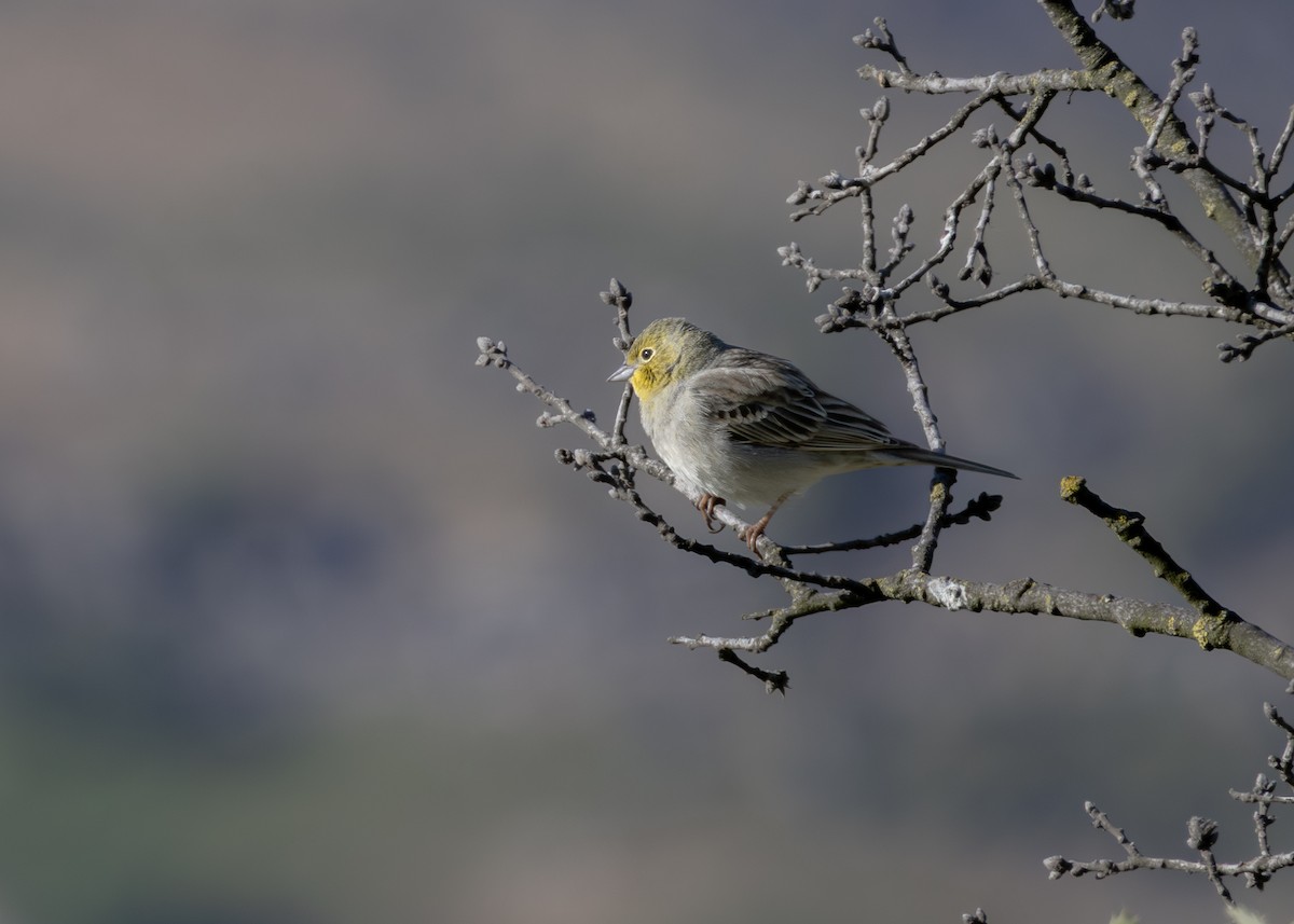 Cinereous Bunting (Gray-bellied) - ML639166302