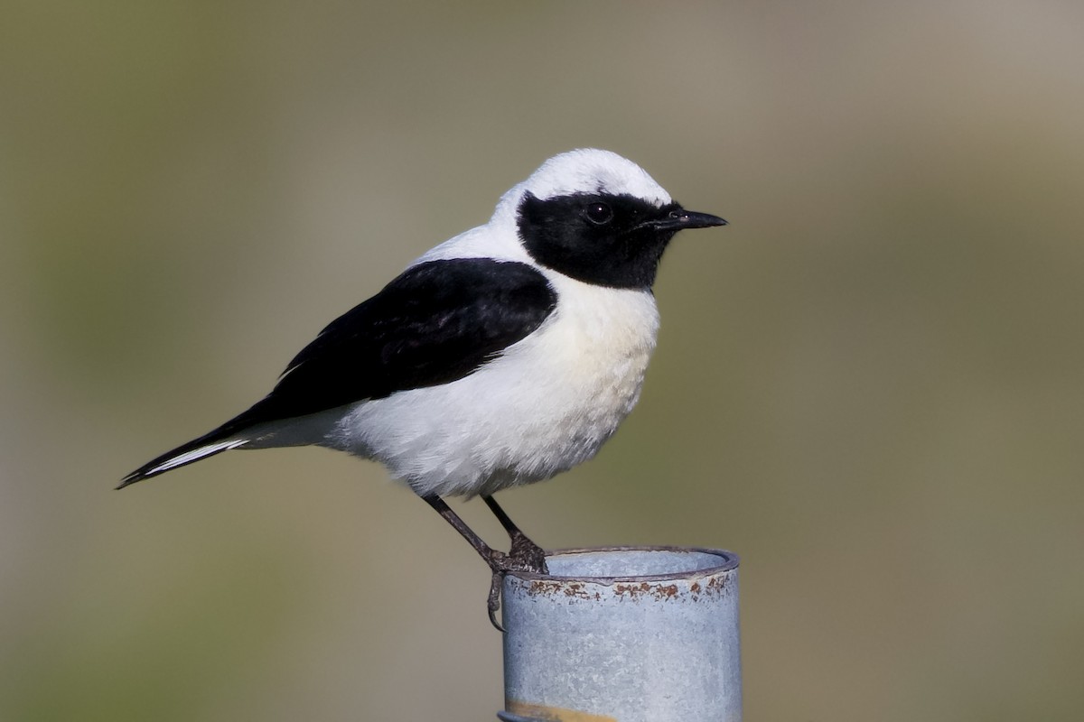 Eastern Black-eared Wheatear - ML639166315
