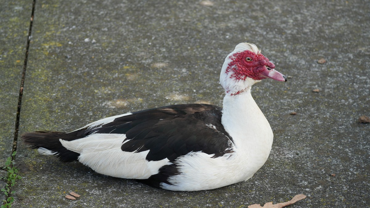 Muscovy Duck (Domestic type) - ML639166339