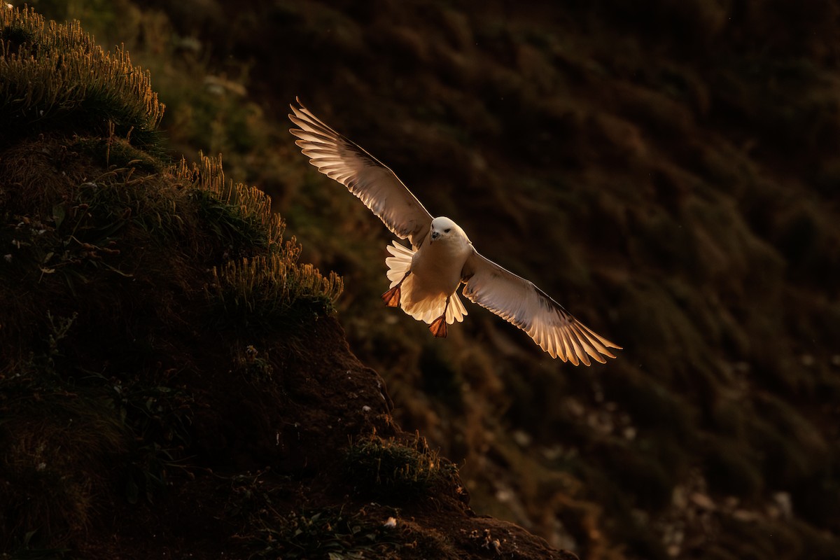 Northern Fulmar - ML639166357