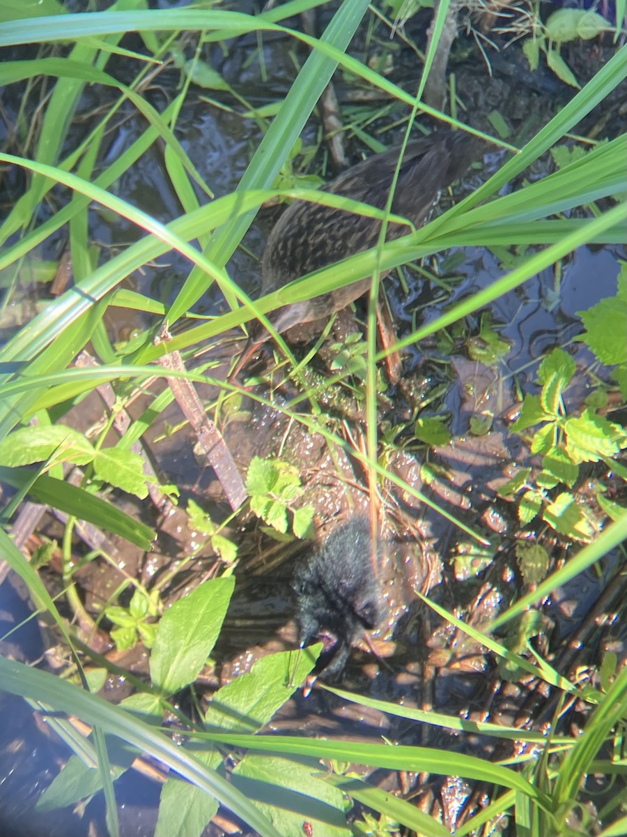 Virginia Rail - ML639166409