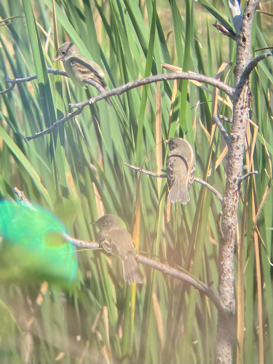 Willow Flycatcher - ML639166424