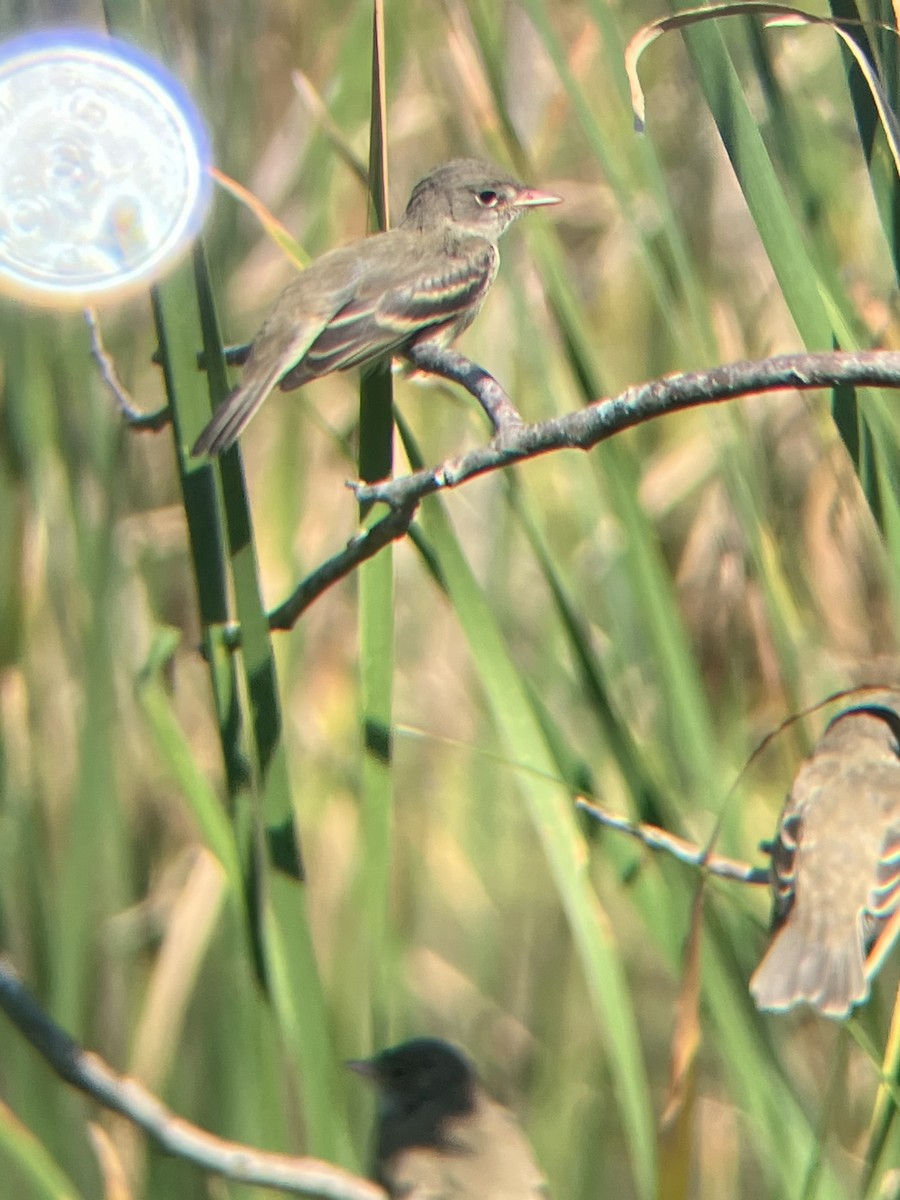 Willow Flycatcher - ML639166425