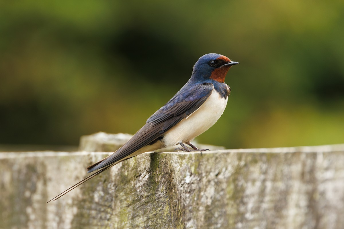 Barn Swallow - ML639166507