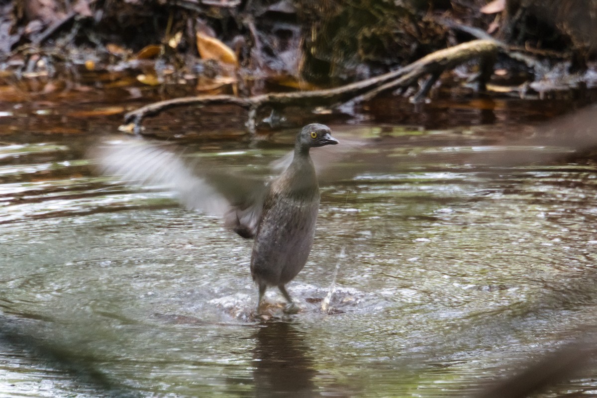 Least Grebe - ML639166515