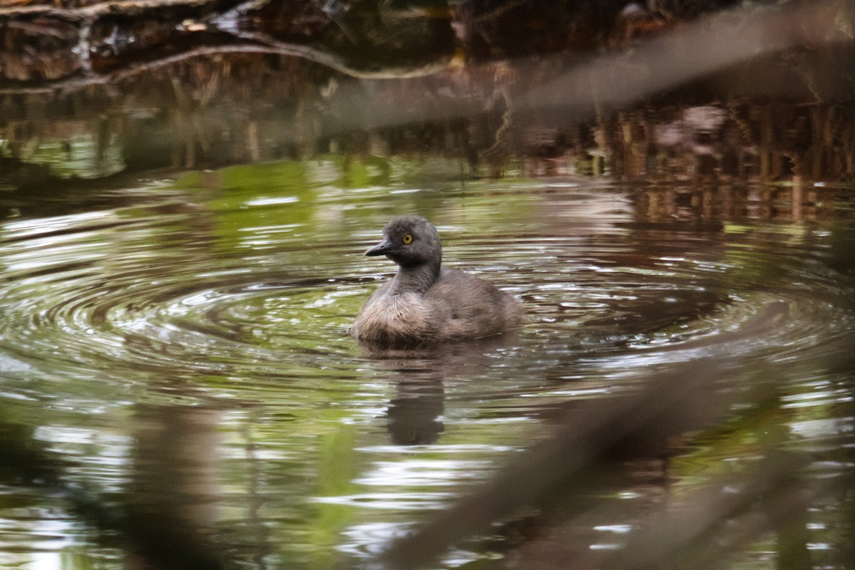 Least Grebe - ML639166520