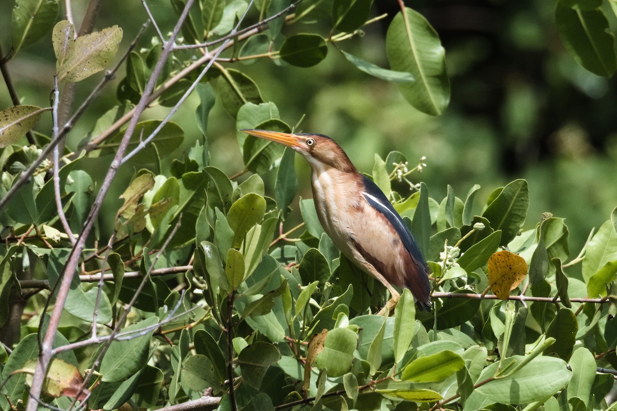 Least Bittern - ML639166529