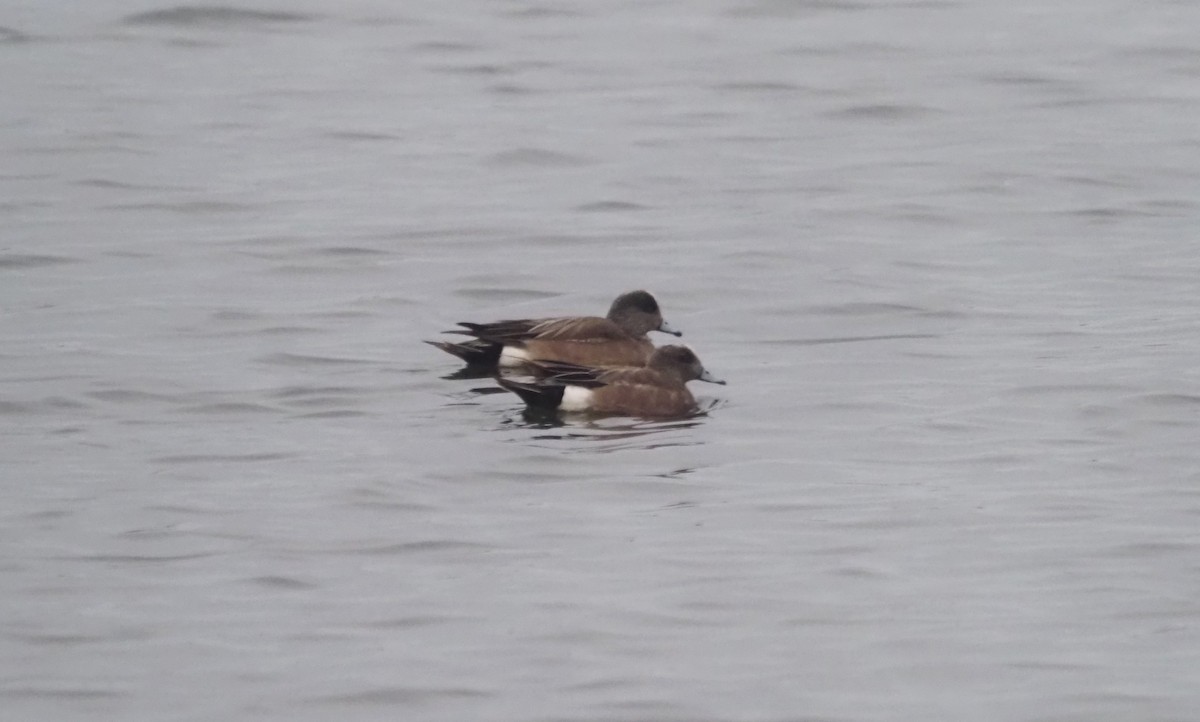 American Wigeon - ML639166545