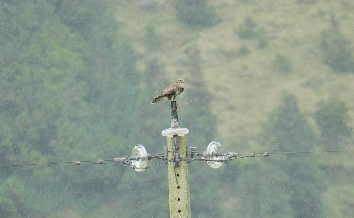 Common Buzzard - ML639166546
