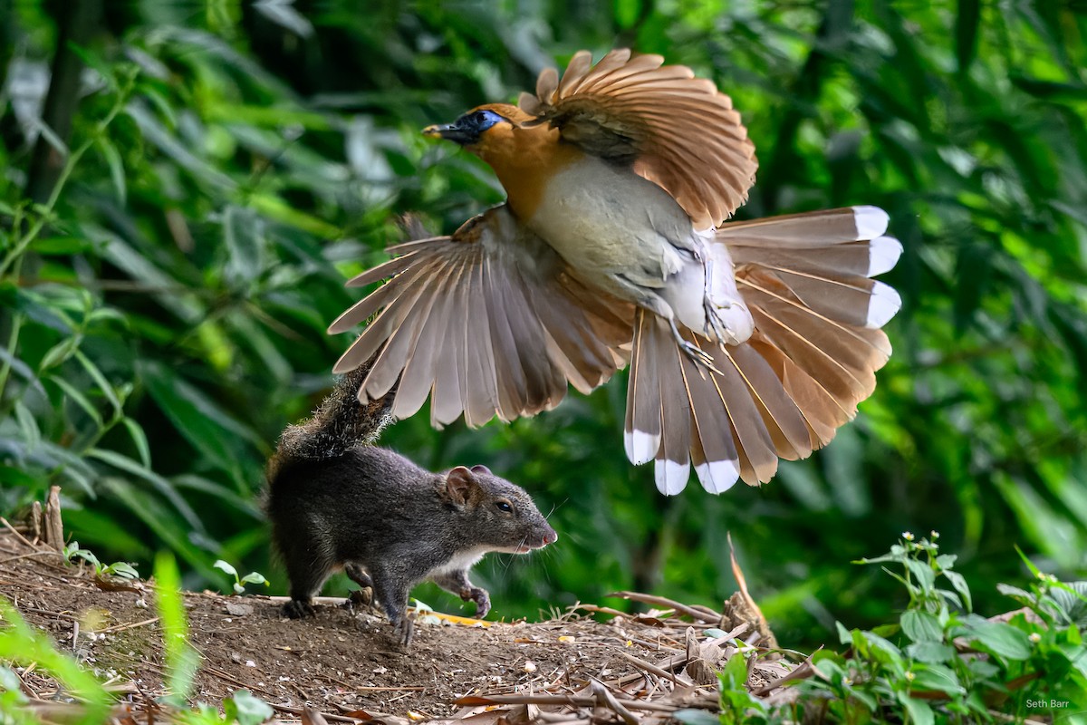 Buffy Laughingthrush - ML639166637
