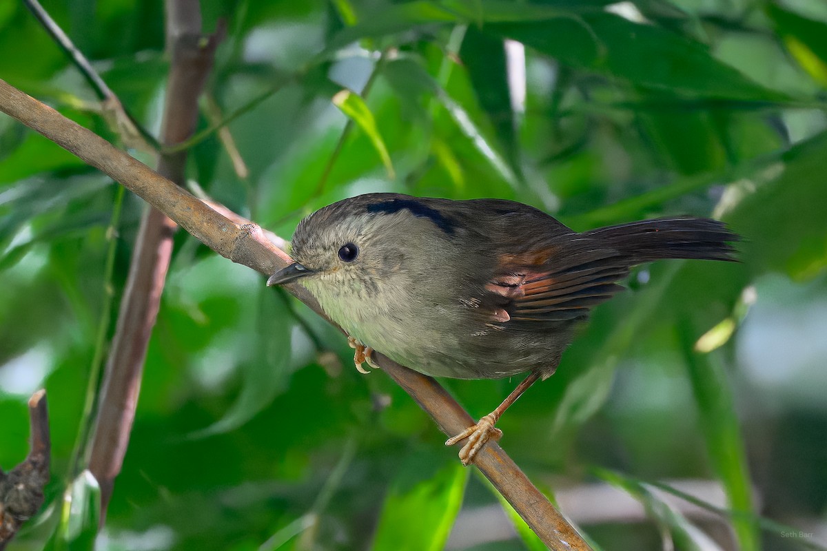 Dusky Fulvetta - ML639166698