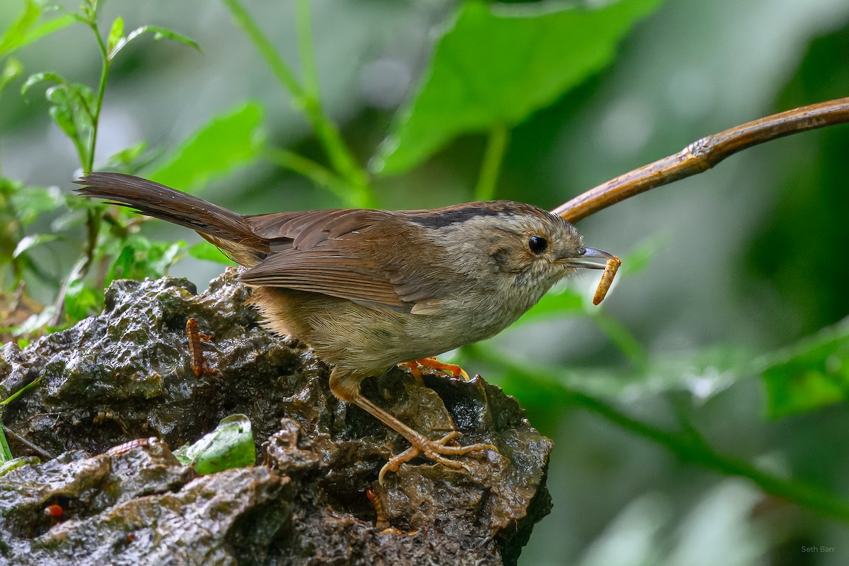 Dusky Fulvetta - ML639166699