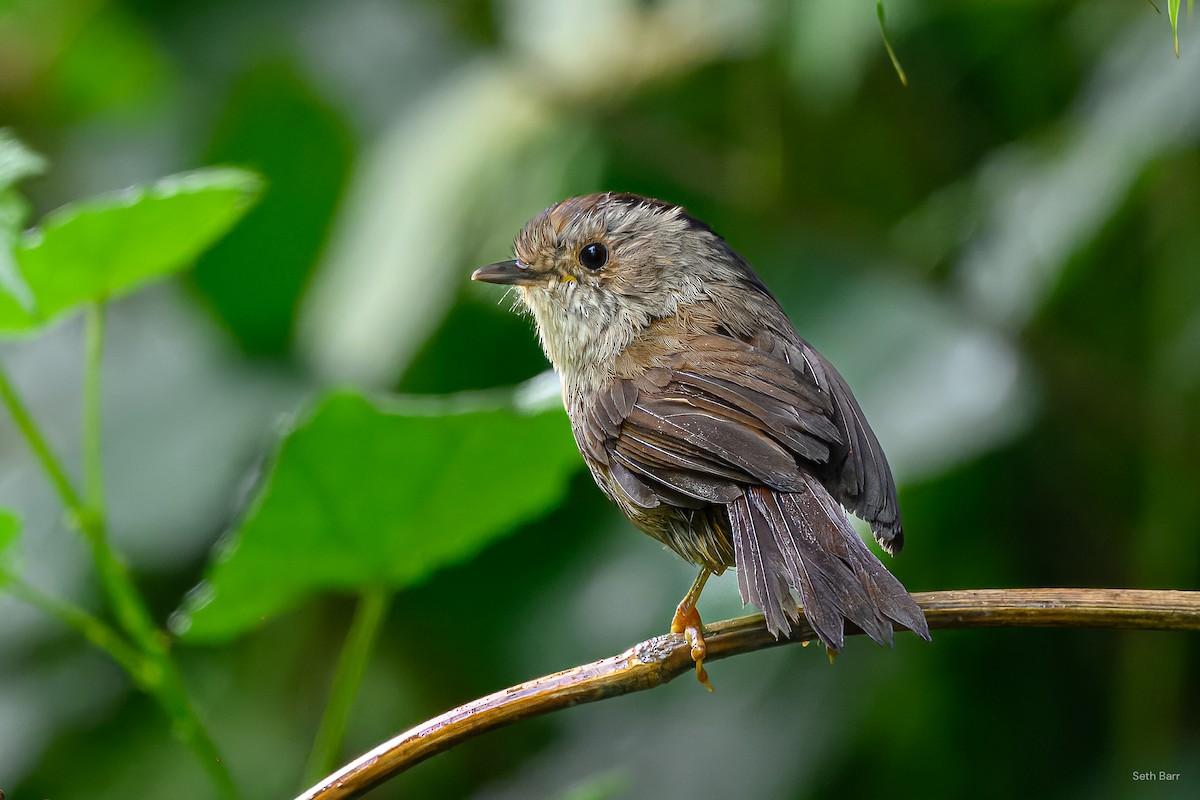 Dusky Fulvetta - ML639166700