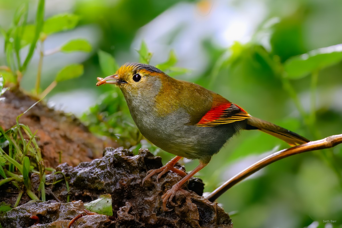 Emei Shan Liocichla - ML639166710