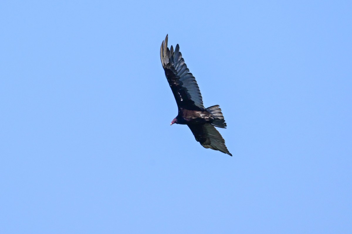 Turkey Vulture - ML639166754