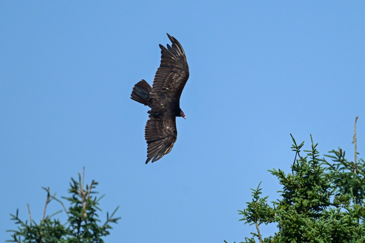 Turkey Vulture - ML639166760