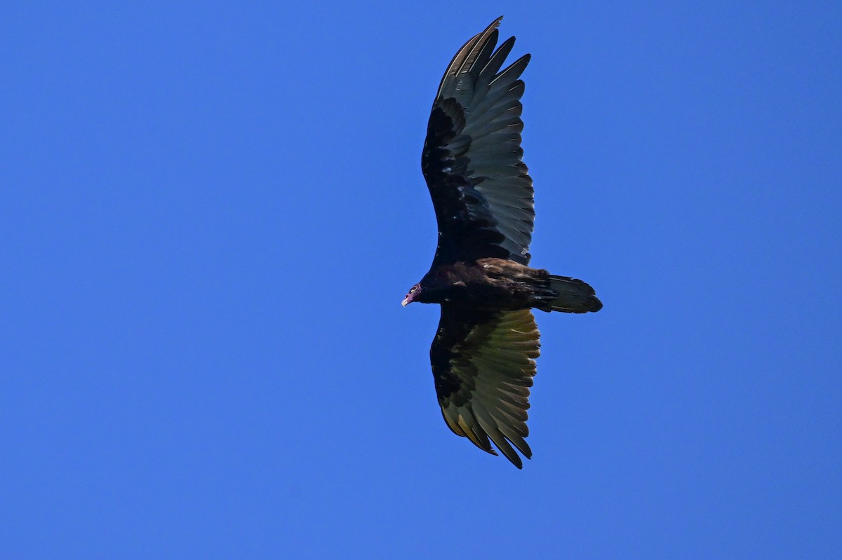 Turkey Vulture - ML639166782